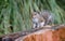 Eastern Gray Squirrel, Athens, Georgia