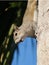 Eastern Gray Squirrel with Berry from Cabbage Palm Tree