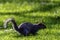 Eastern gray squirrel in British park