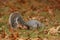 Eastern Gray Squirrel burying an acorn in Fall