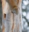 Eastern gray squirrel closeup