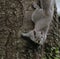 Eastern Gray Squirrel Crawling Down a Tree Branch