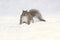 Eastern Gray Squirrel in December Snow