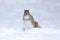 Eastern Gray Squirrel in December Snow