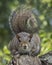 Eastern Gray Squirrel with Direct Stare