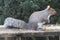 Eastern Gray Squirrel Eating Cracked Corn 4 - Sciurus carolinensis