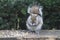 Eastern Gray Squirrel Eating Cracked Corn 5 - Sciurus carolinensis