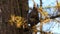 Eastern gray squirrel eating a hazelnut on a tree