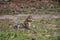 Eastern gray squirrel eating a mushroom