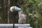 Eastern Gray squirrel eats nuts and seeds from  a bird feeder.