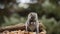 Eastern gray squirrel  on the feeder with nuts, known as the grey squirrel.