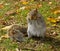 Eastern gray squirrel with fluffy tail in Central Park in Indian summer, New York City
