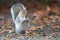 Eastern Gray Squirrel foraging for food.