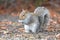 Eastern Gray Squirrel foraging for food.