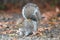 Eastern Gray Squirrel foraging for food.