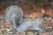 Eastern Gray Squirrel foraging for food.