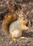 Eastern gray squirrel in front of a stump