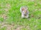 Eastern gray squirrel on a green lawn in spring staring at camera.