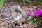 Eastern Gray Squirrel has a snack