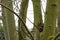 Eastern gray squirrel hidden in the tree - London, United Kingdom