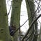 Eastern gray squirrel hidden in the tree - London, United Kingdom