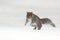 Eastern Gray Squirrel jumping on a Snowy Day in Winter