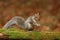 Eastern Gray Squirrel out foraging in Fall