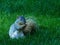 Eastern Gray Squirrel on park grass.