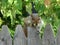 Eastern Gray Squirrel peers over a fence in a garden