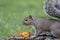 Eastern Gray Squirrel poses near orange marigold flowers for fall