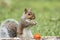 Eastern Gray Squirrel poses near orange marigold flowers for fall