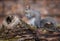 Eastern Gray Squirrel praying on a log