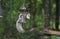 Eastern Gray Squirrel raiding bird seed feeder, Athens Georgia, USA