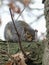 Eastern Gray Squirrel resting on a moss covered branch in a tree