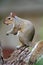 Eastern Gray Squirrel (Sciurus carolinensis)