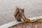 Eastern gray squirrel Sciurus carolinensis holding a banana peel