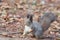 Eastern Gray Squirrel Sciurus carolinensis portrait