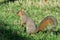 Eastern Gray Squirrel Searching for Acorns