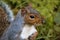 Eastern gray squirrel in the shade with its paws to its chest