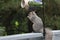 Eastern Gray squirrel sits on a deck railing and eats nuts and seeds at a bird feeder.