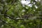 Eastern Gray Squirrel Snacking