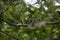 Eastern Gray Squirrel Snacking