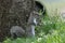 Eastern Gray Squirrel Standing in the Grass