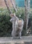 Eastern Gray Squirrel Standing Upright 2 - Sciurus carolinensis