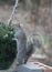Eastern Gray Squirrel Standing Upright 3 - Sciurus carolinensis
