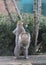 Eastern Gray Squirrel Standing Upright - Sciurus carolinensis