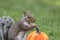 Eastern Gray Squirrel about to eat a peanut next to a pumpkin for fall