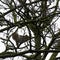 Eastern gray squirrel on the tree - London, United Kingdom