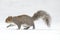 Eastern Gray Squirrel Walking on a Snowy Day in Winter