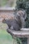 Eastern Gray Squirrel on weathered bench - Sciurus carolinensis